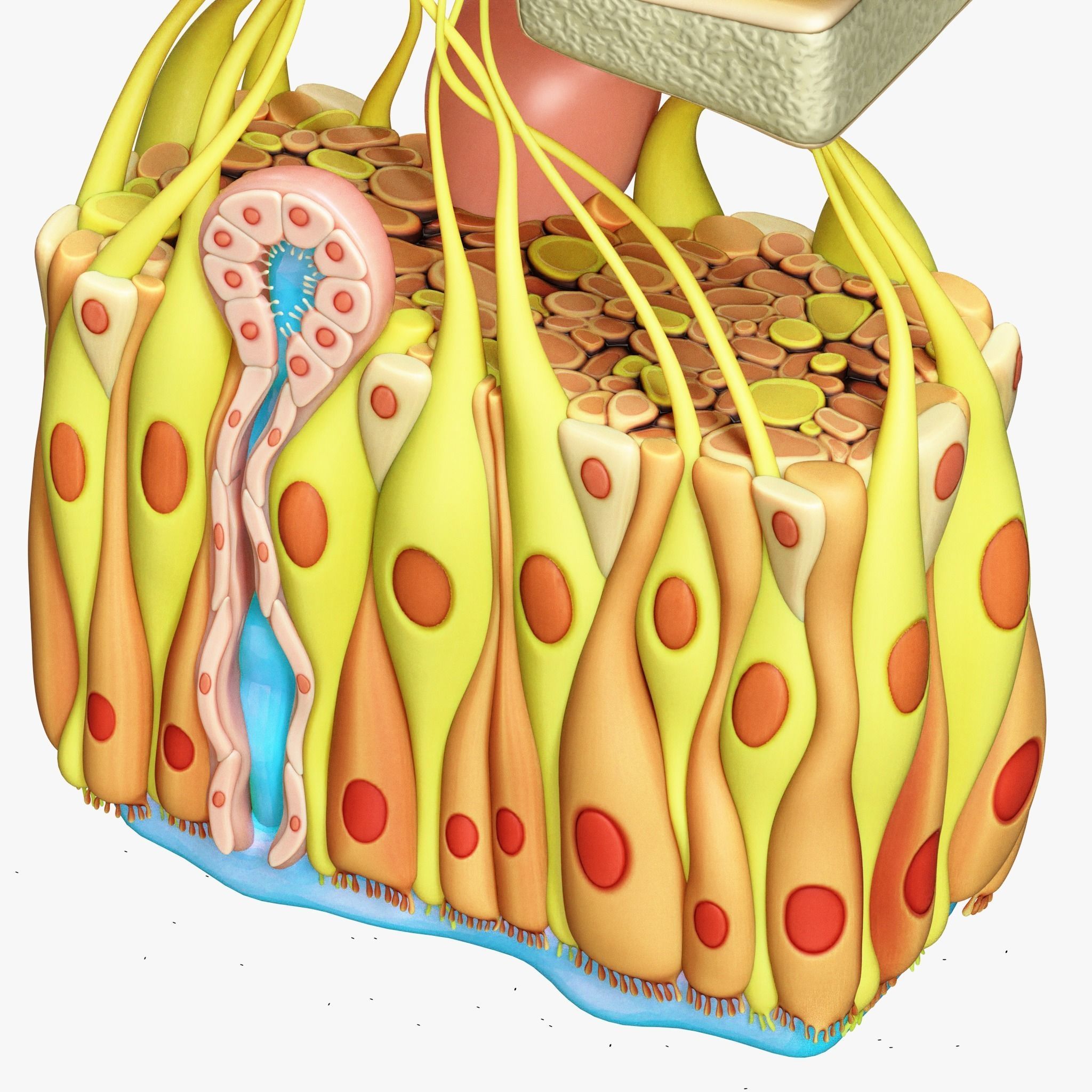 Olfactory Epithelium Microscopic Anatomy 3D model_6