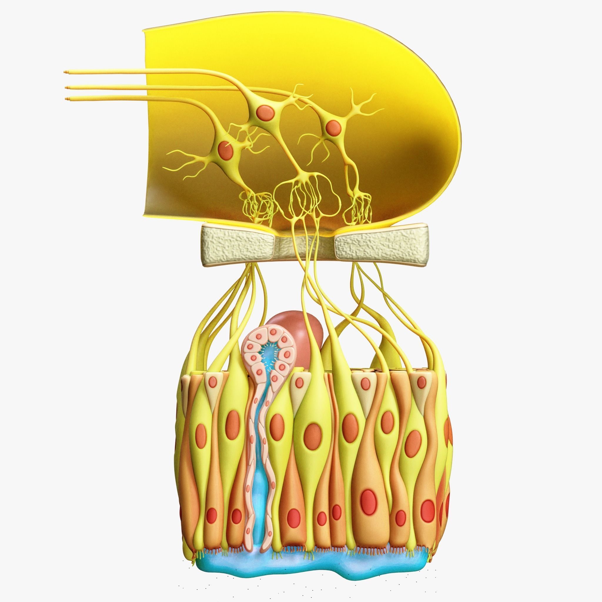 Olfactory Epithelium Microscopic Anatomy 3D model_7