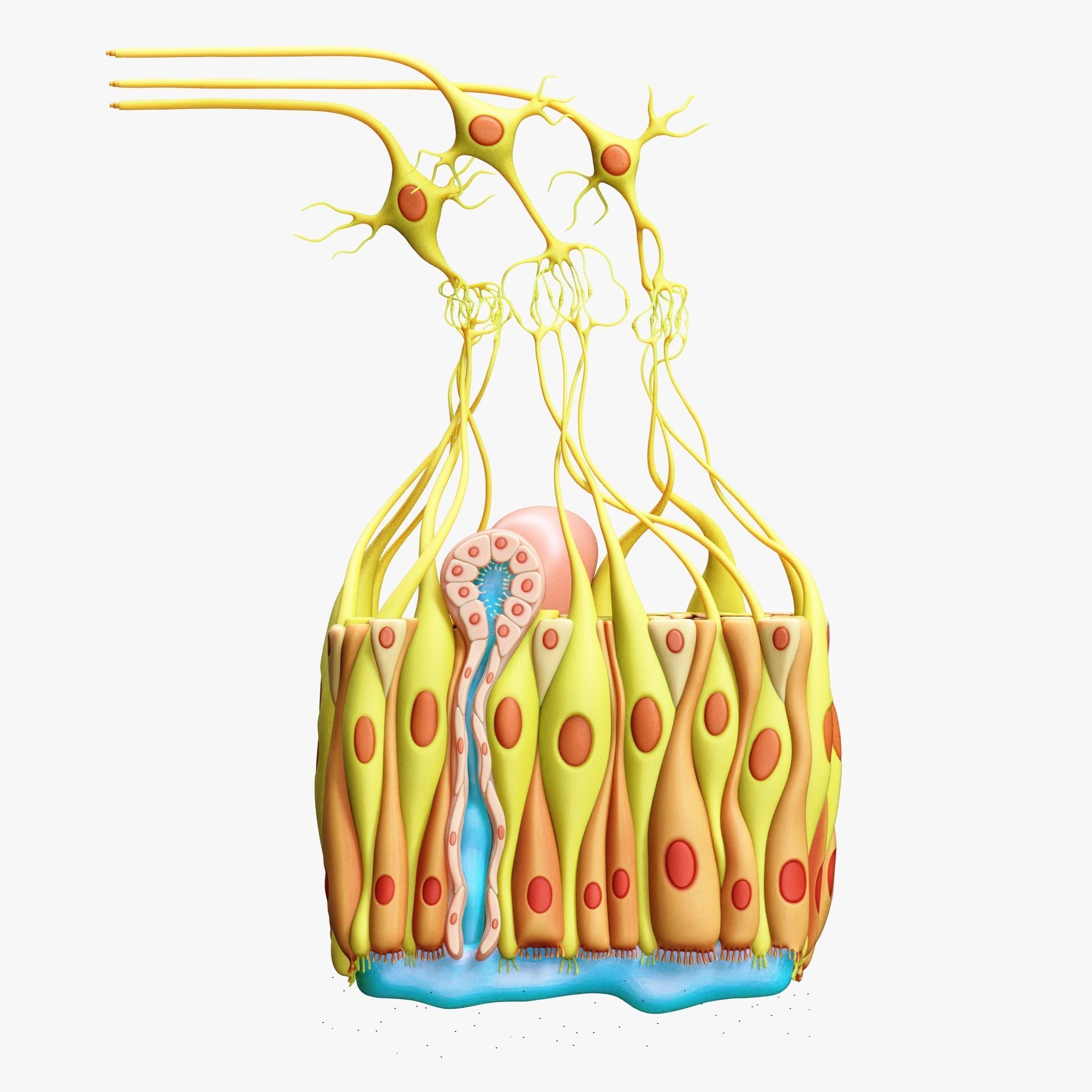 Olfactory Epithelium Microscopic Anatomy 3D model_1