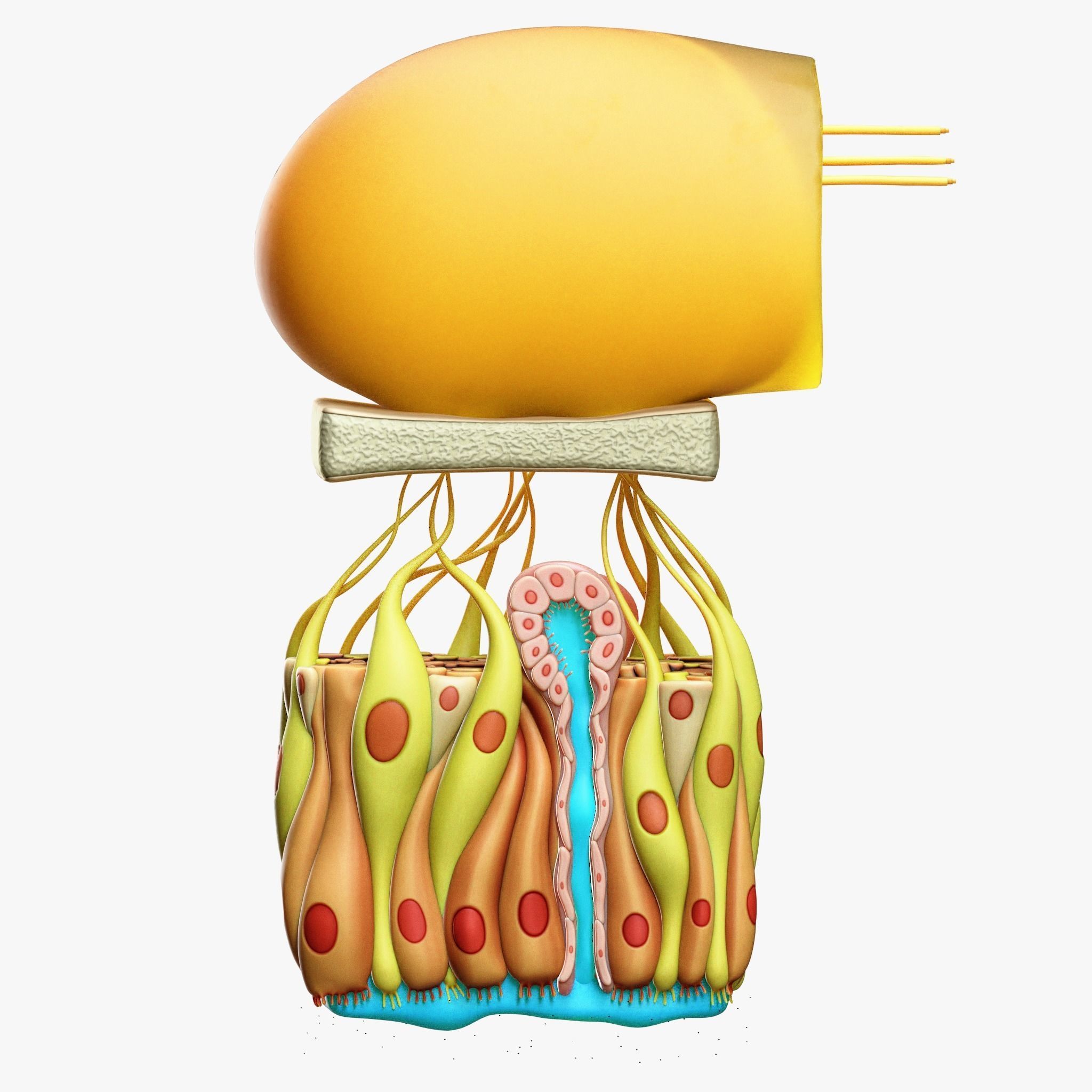 Olfactory Epithelium Microscopic Anatomy 3D model_3