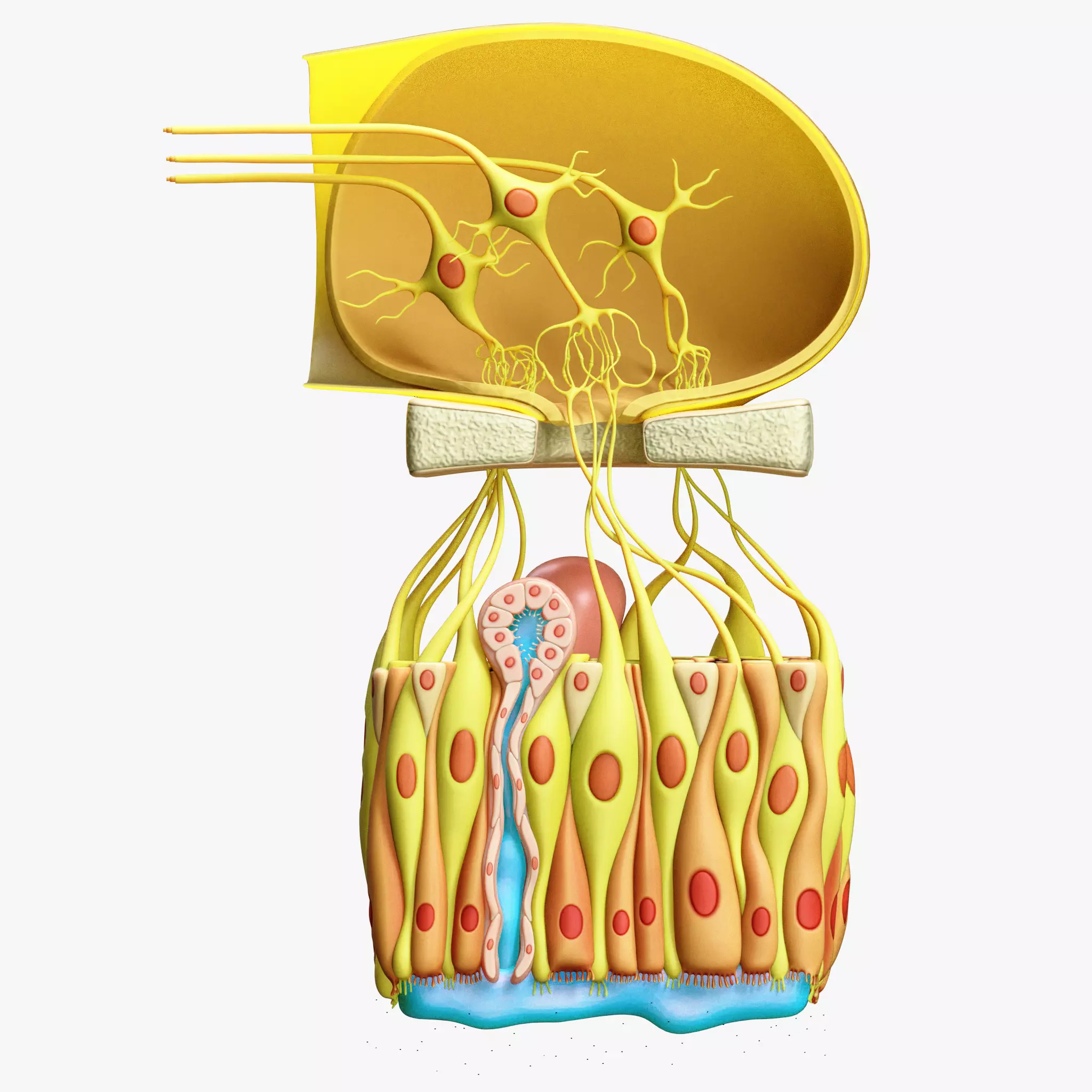 Olfactory Epithelium Microscopic Anatomy 3D model_0