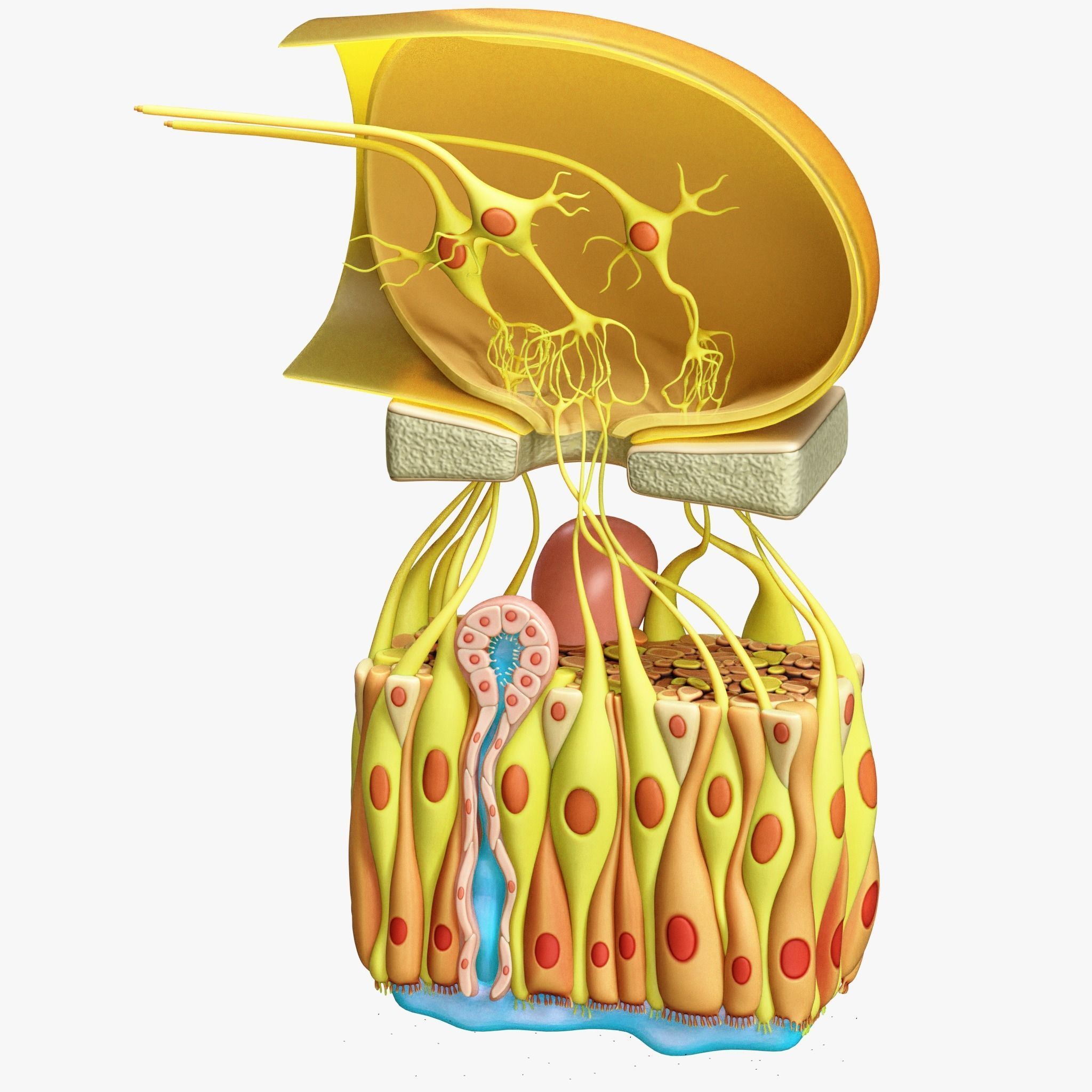 Olfactory Epithelium Microscopic Anatomy 3D model_5