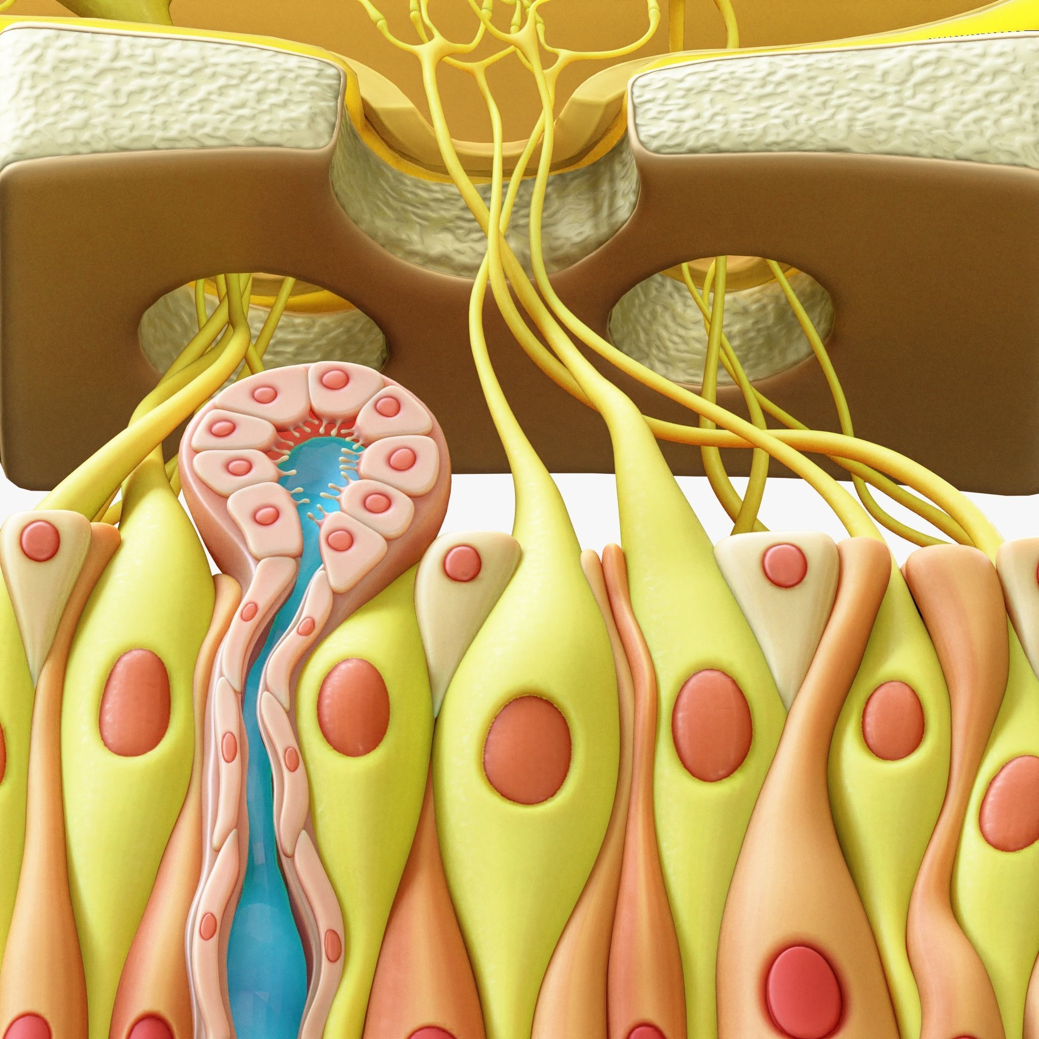 Olfactory Epithelium Microscopic Anatomy 3D model_4