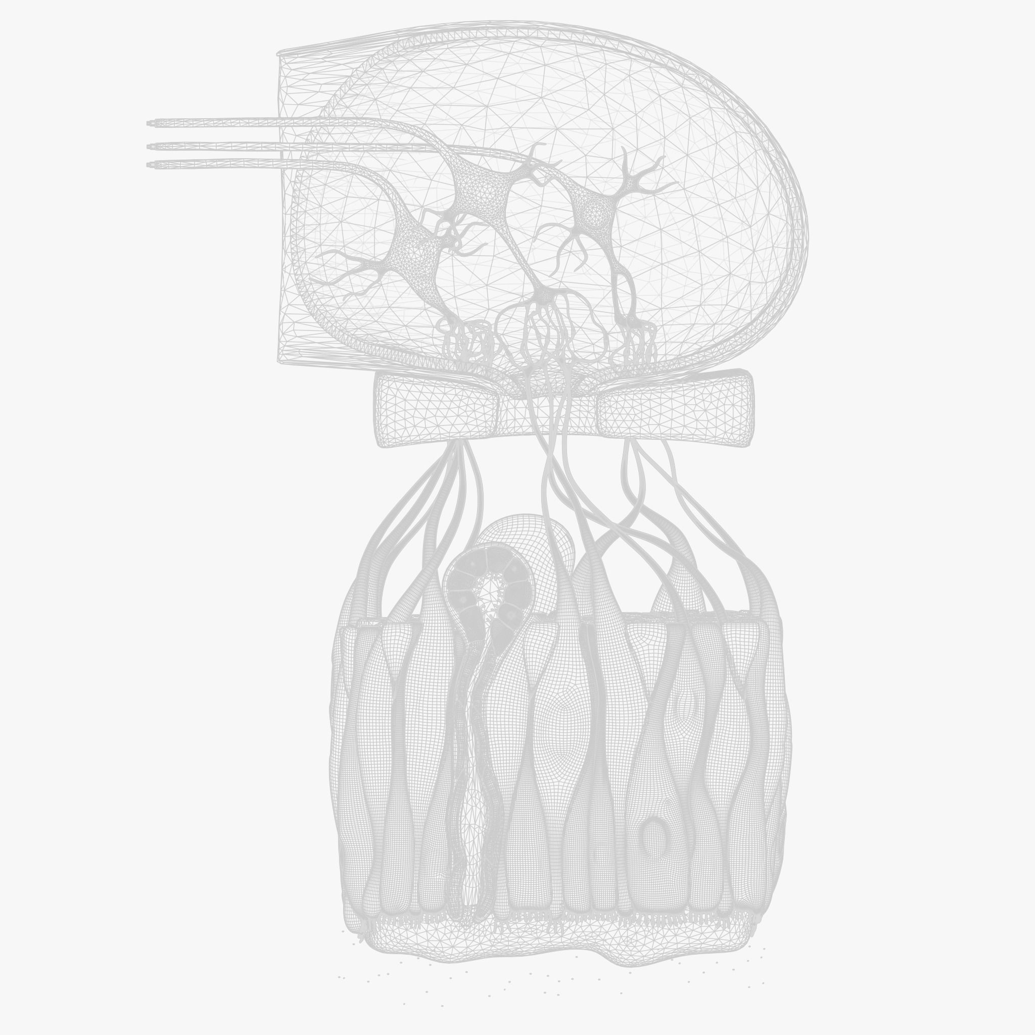 Olfactory Epithelium Microscopic Anatomy 3D model_11