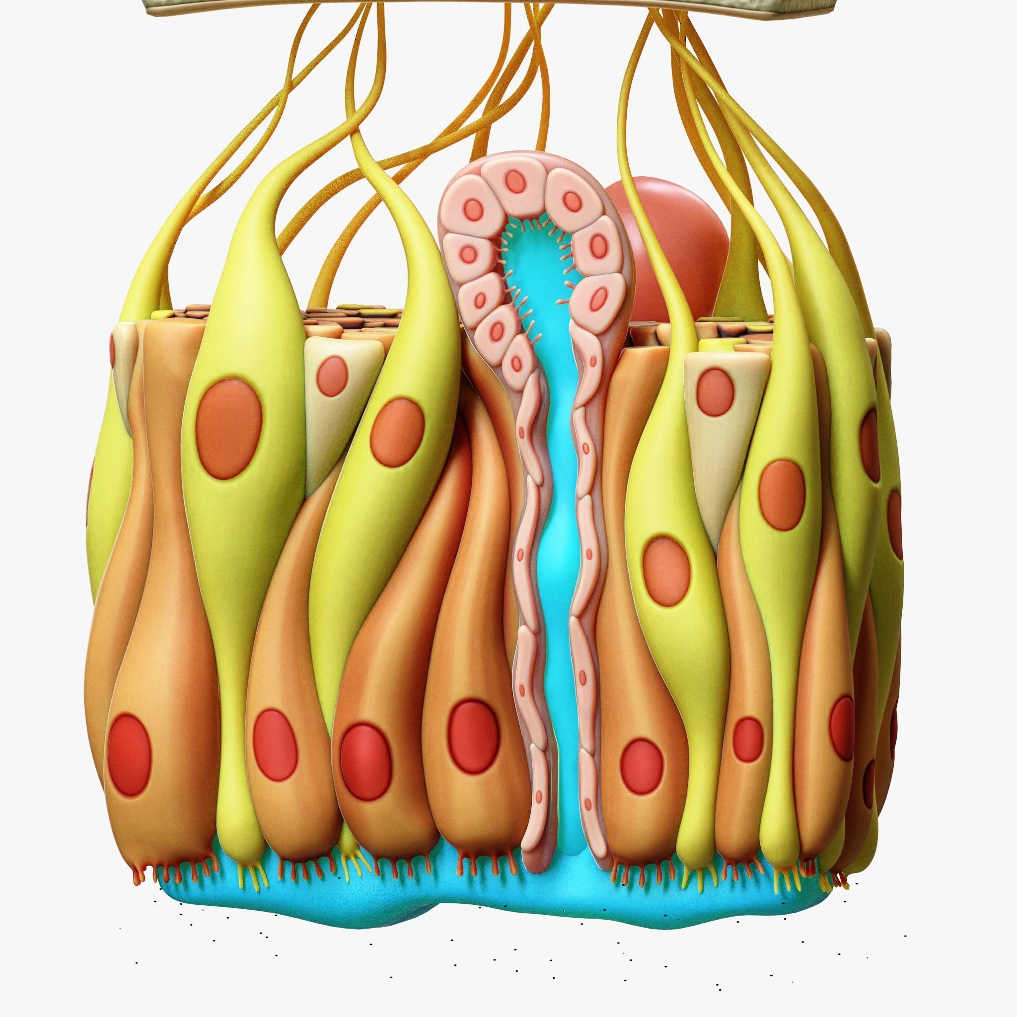 Olfactory Epithelium Microscopic Anatomy 3D model_8
