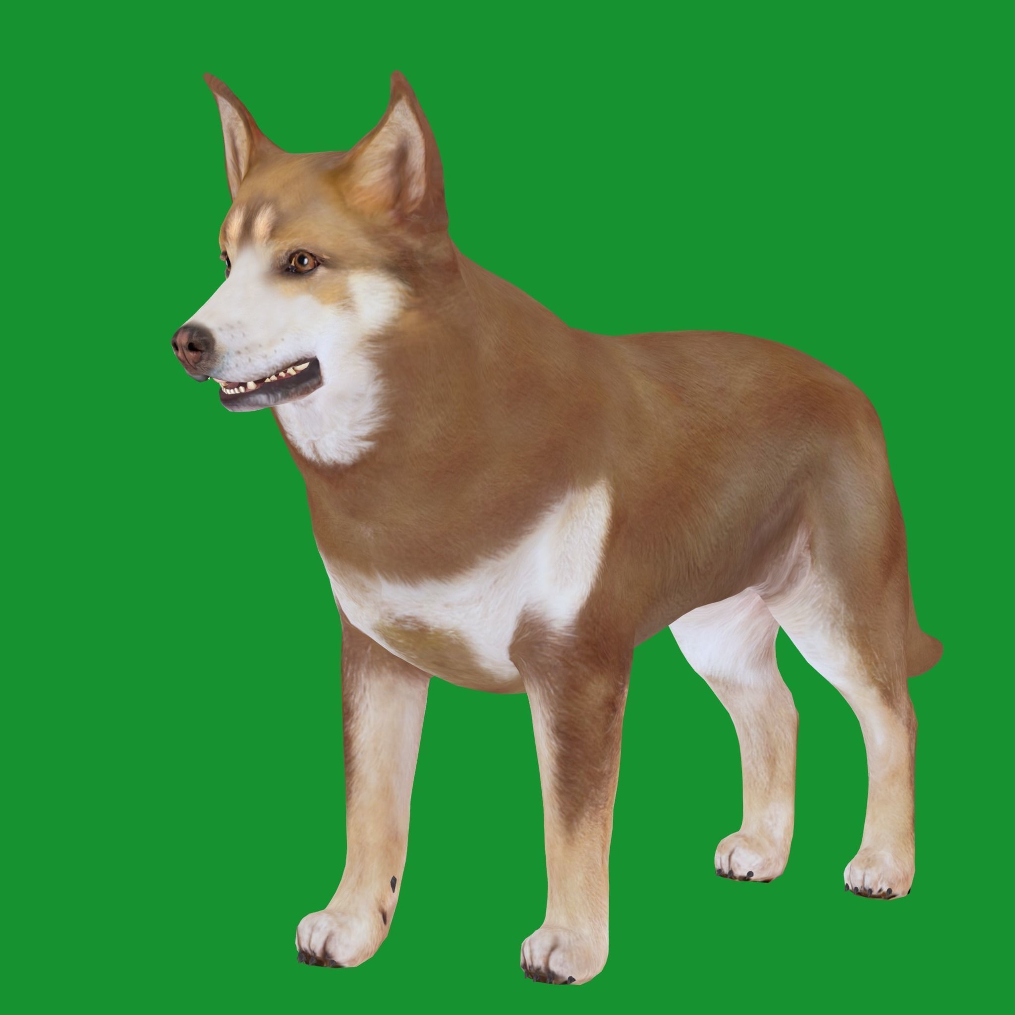 Lapponian Herder Dog Breed Low-poly 3D model_17