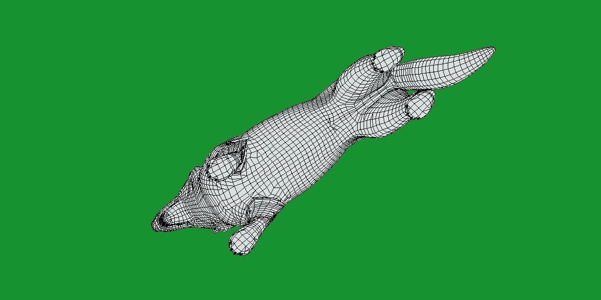 Lapponian Herder Dog Breed Low-poly 3D model_11