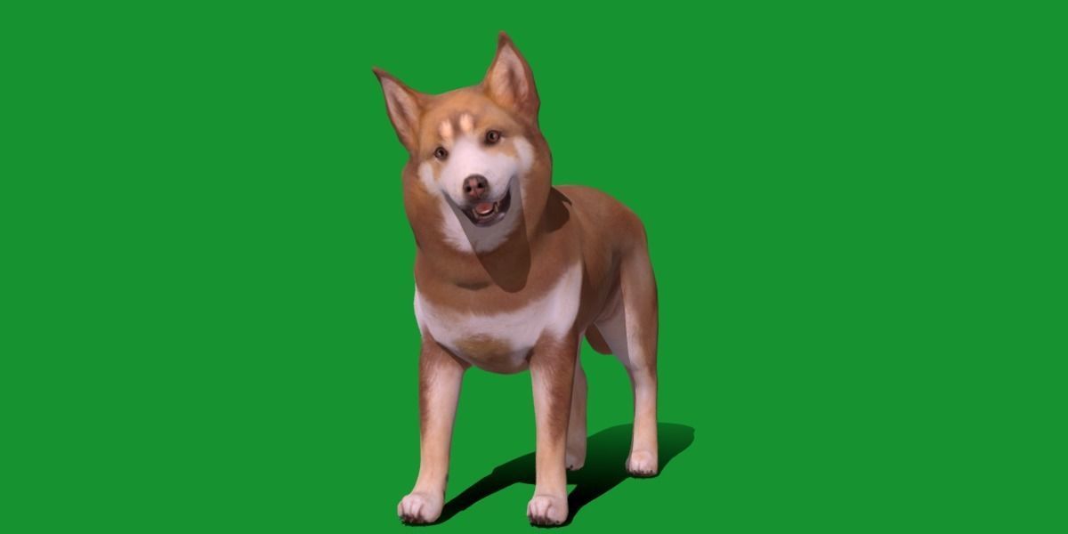 Lapponian Herder Dog Breed Low-poly 3D model_7