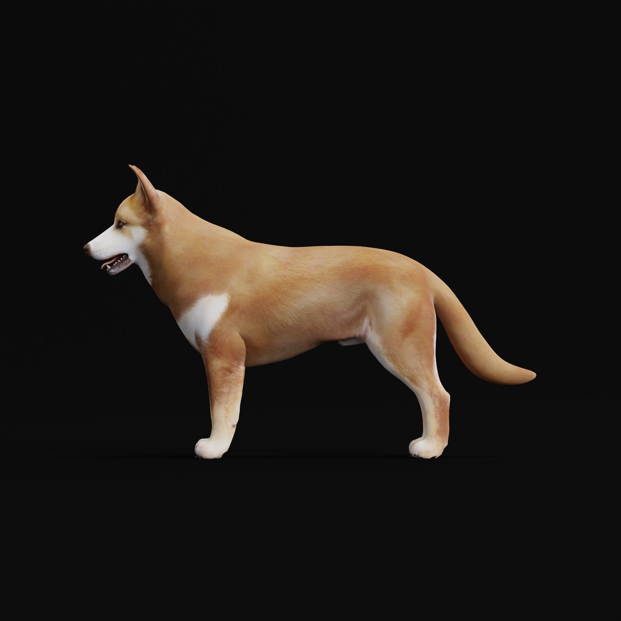 Lapponian Herder Dog Breed Low-poly 3D model_28