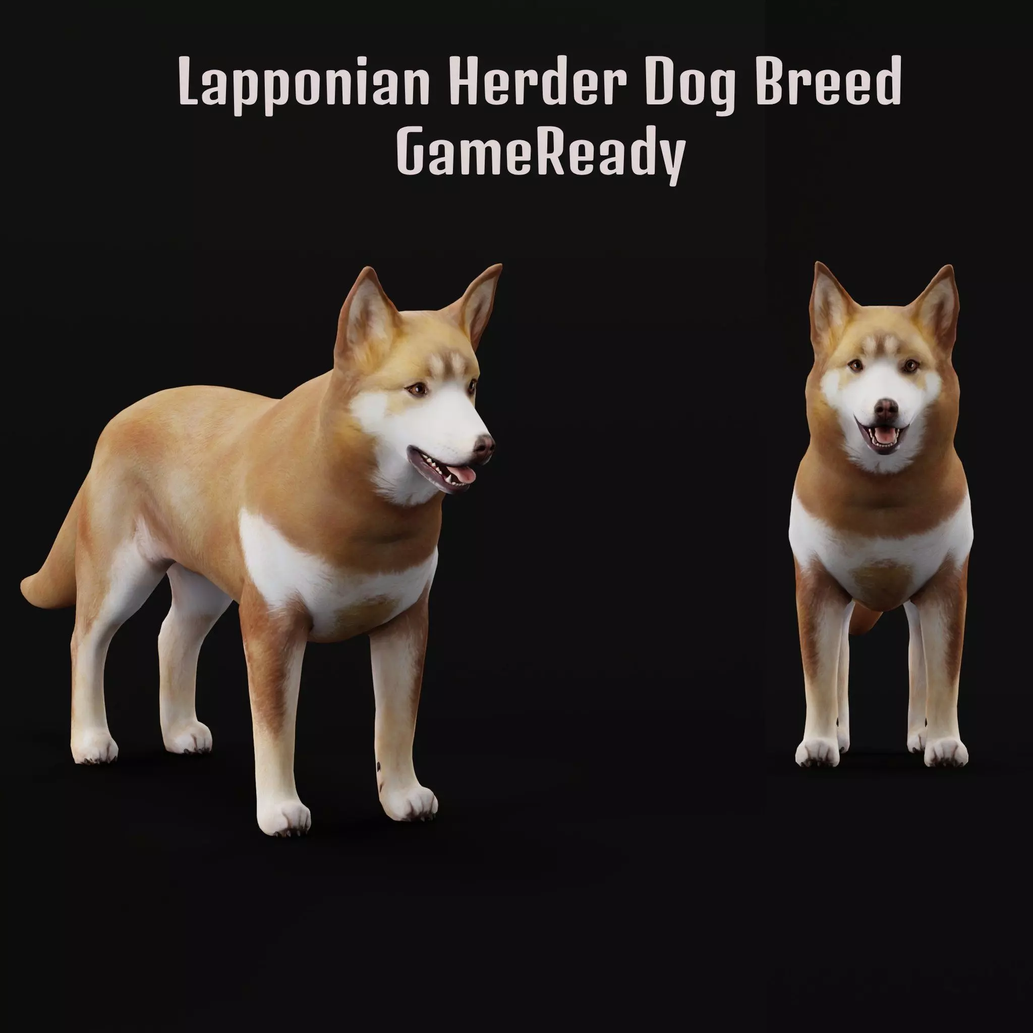 Lapponian Herder Dog Breed Low-poly 3D model_0