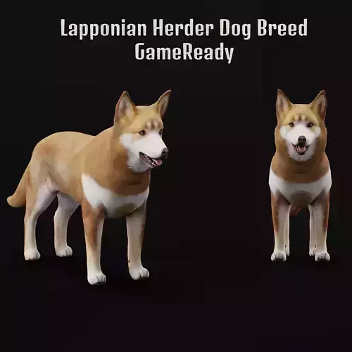 Lapponian Herder Dog Breed Low-poly 3D model