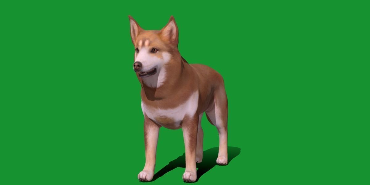 Lapponian Herder Dog Breed Low-poly 3D model_26