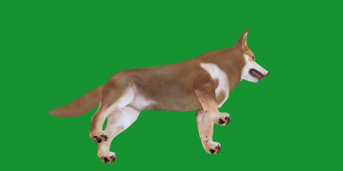 Lapponian Herder Dog Breed Low-poly 3D model_22