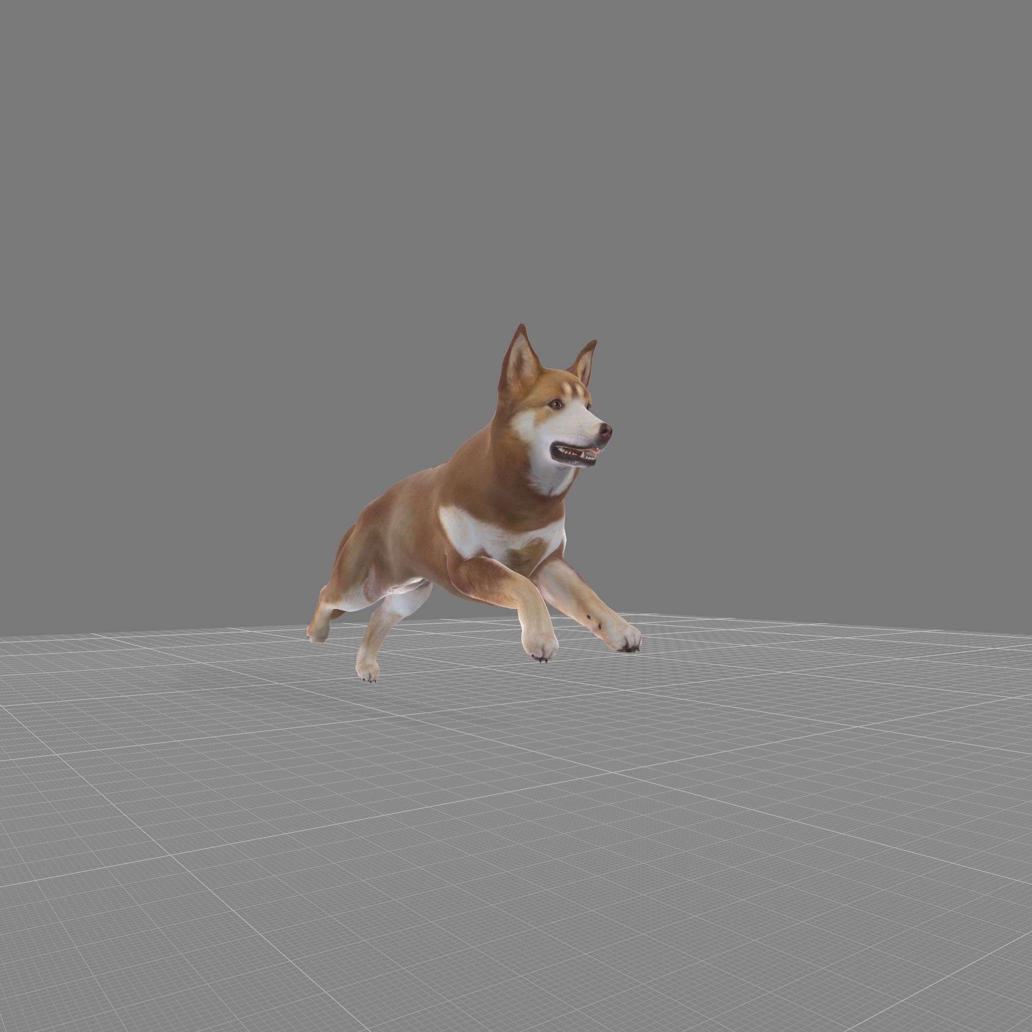 Lapponian Herder Dog Breed Low-poly 3D model_5