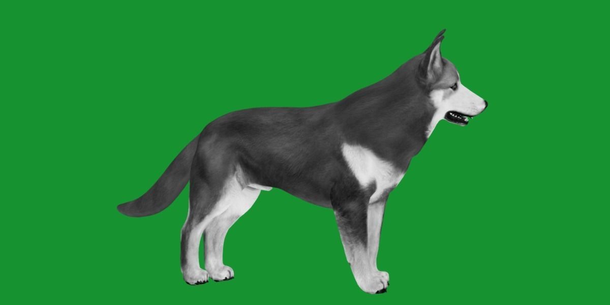 Lapponian Herder Dog Breed Low-poly 3D model_8