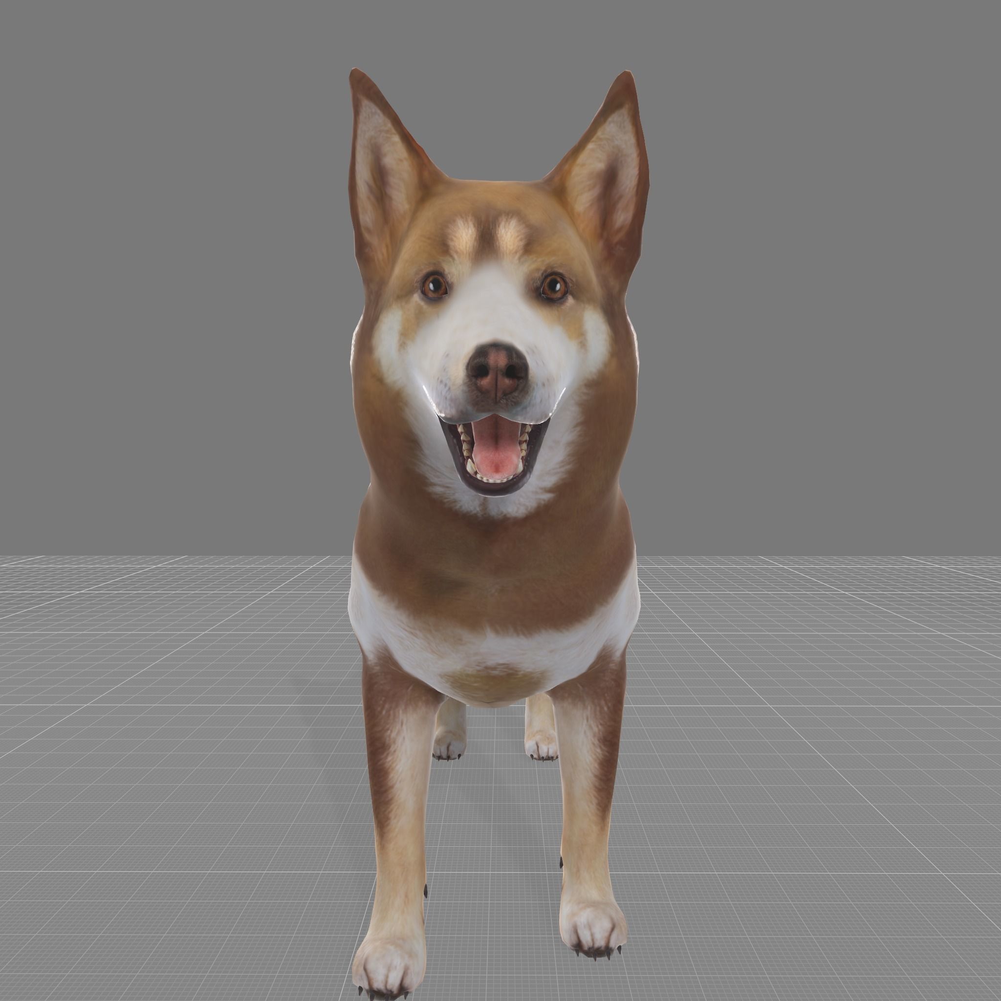 Lapponian Herder Dog Breed Low-poly 3D model_2
