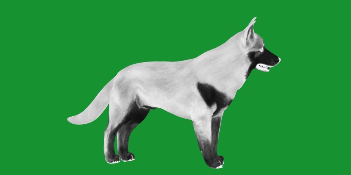 Lapponian Herder Dog Breed Low-poly 3D model_25