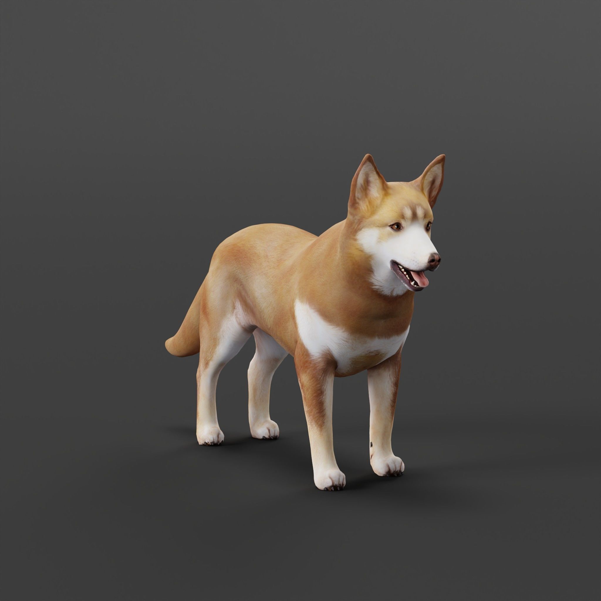 Lapponian Herder Dog Breed Low-poly 3D model_30