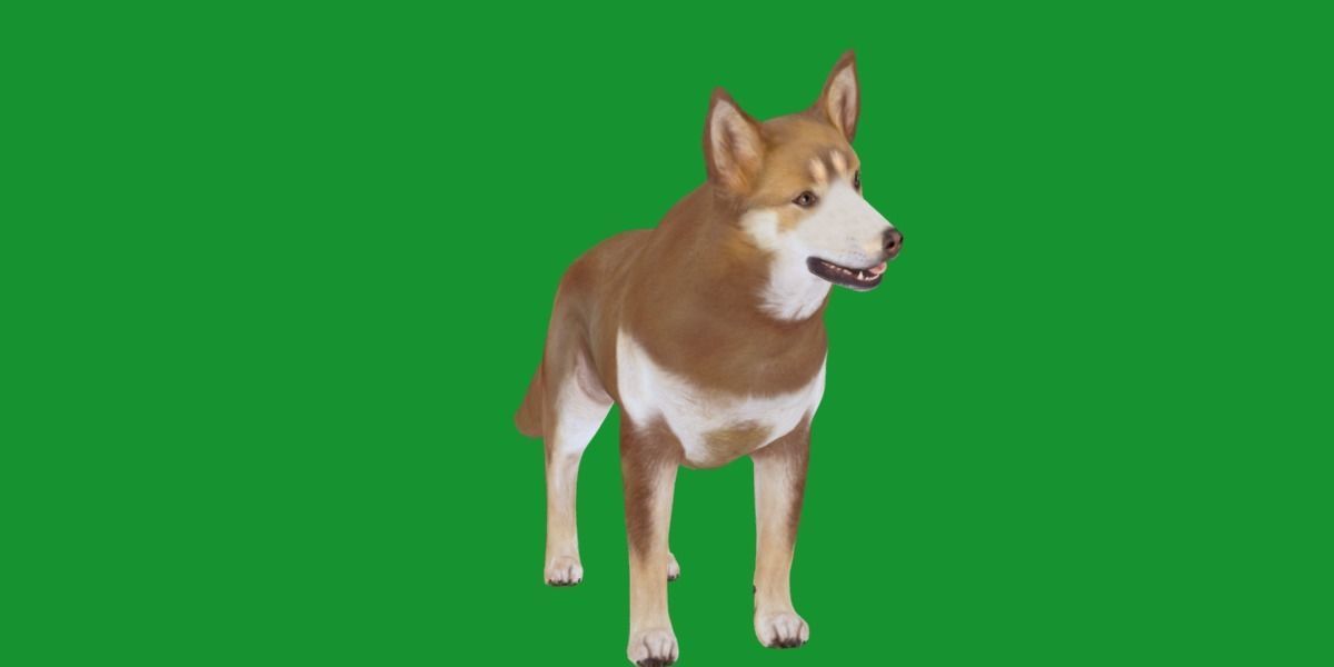 Lapponian Herder Dog Breed Low-poly 3D model_21