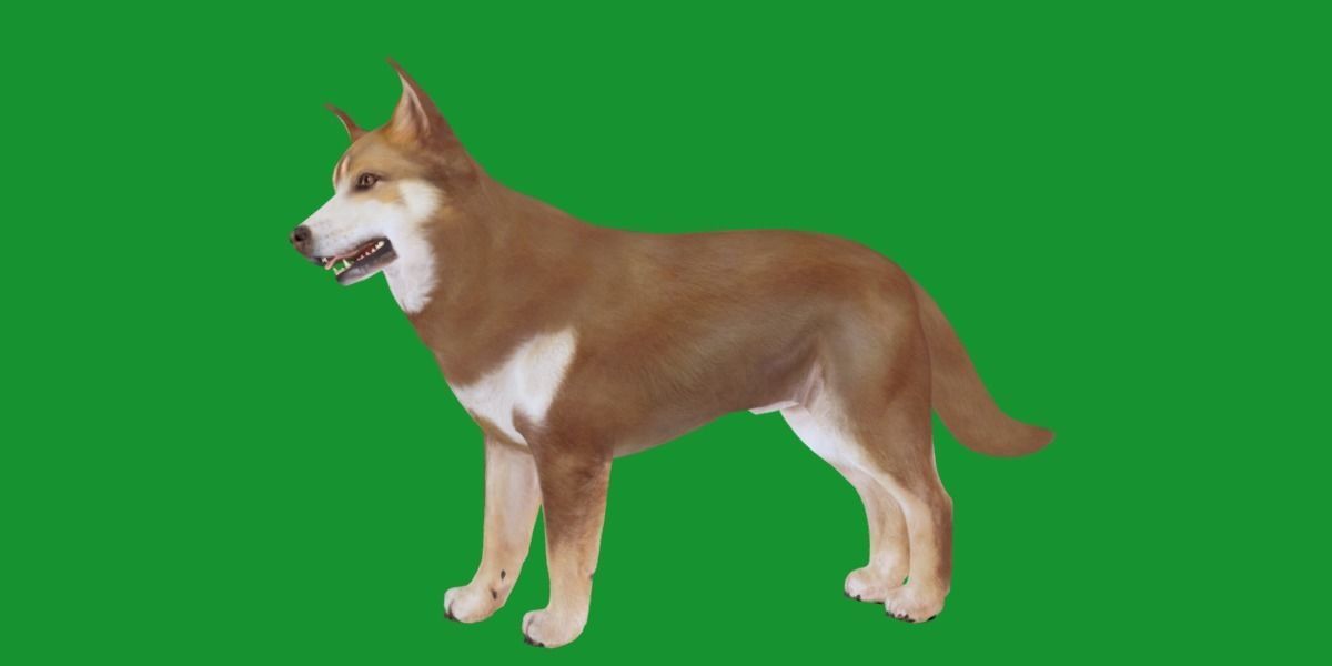 Lapponian Herder Dog Breed Low-poly 3D model_20
