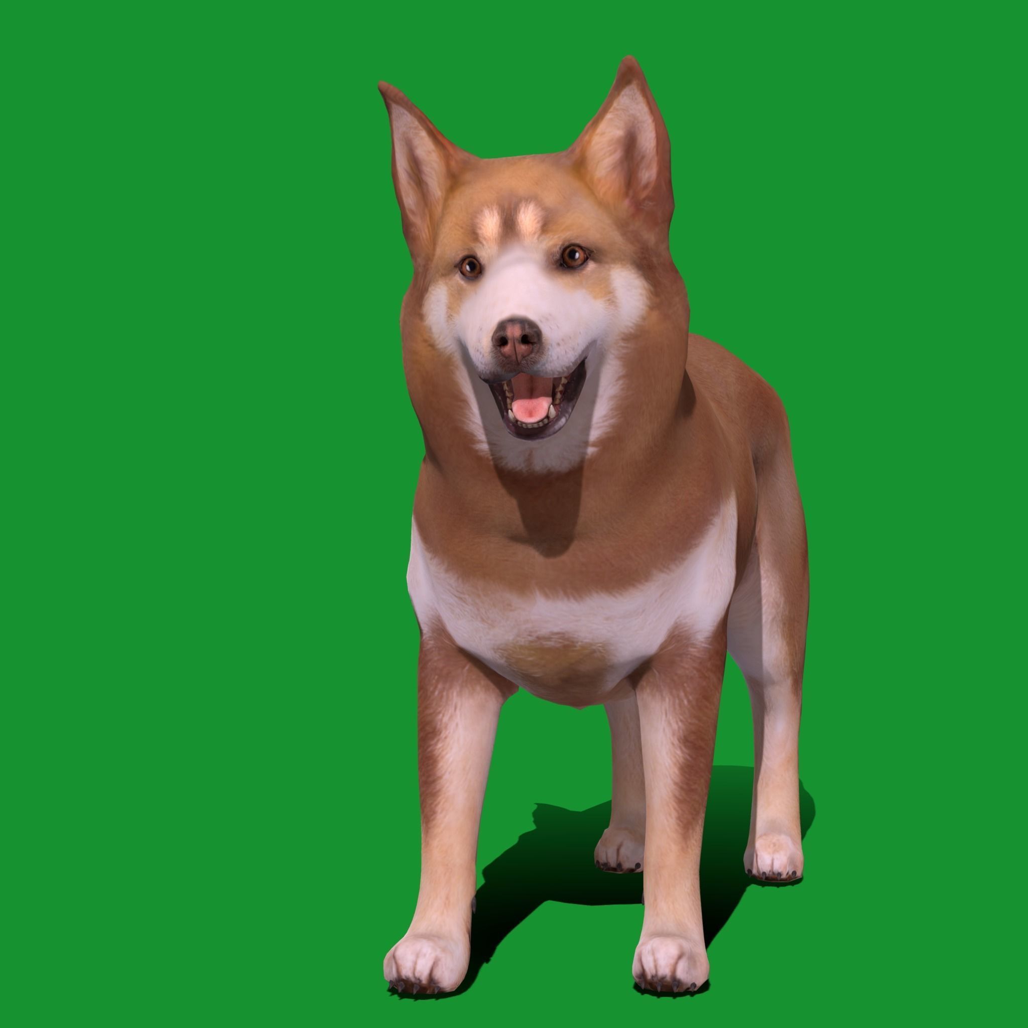 Lapponian Herder Dog Breed Low-poly 3D model_16