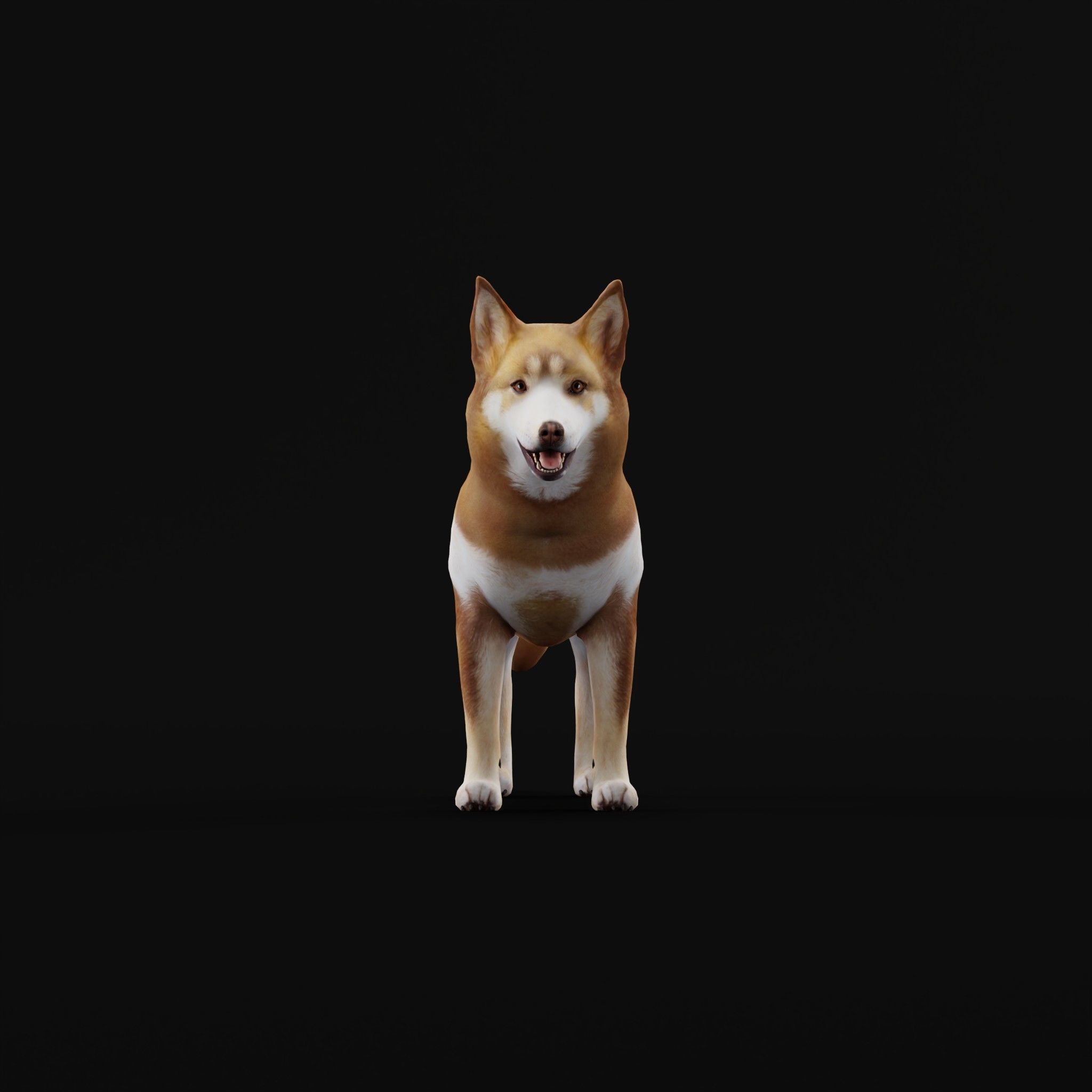 Lapponian Herder Dog Breed Low-poly 3D model_27