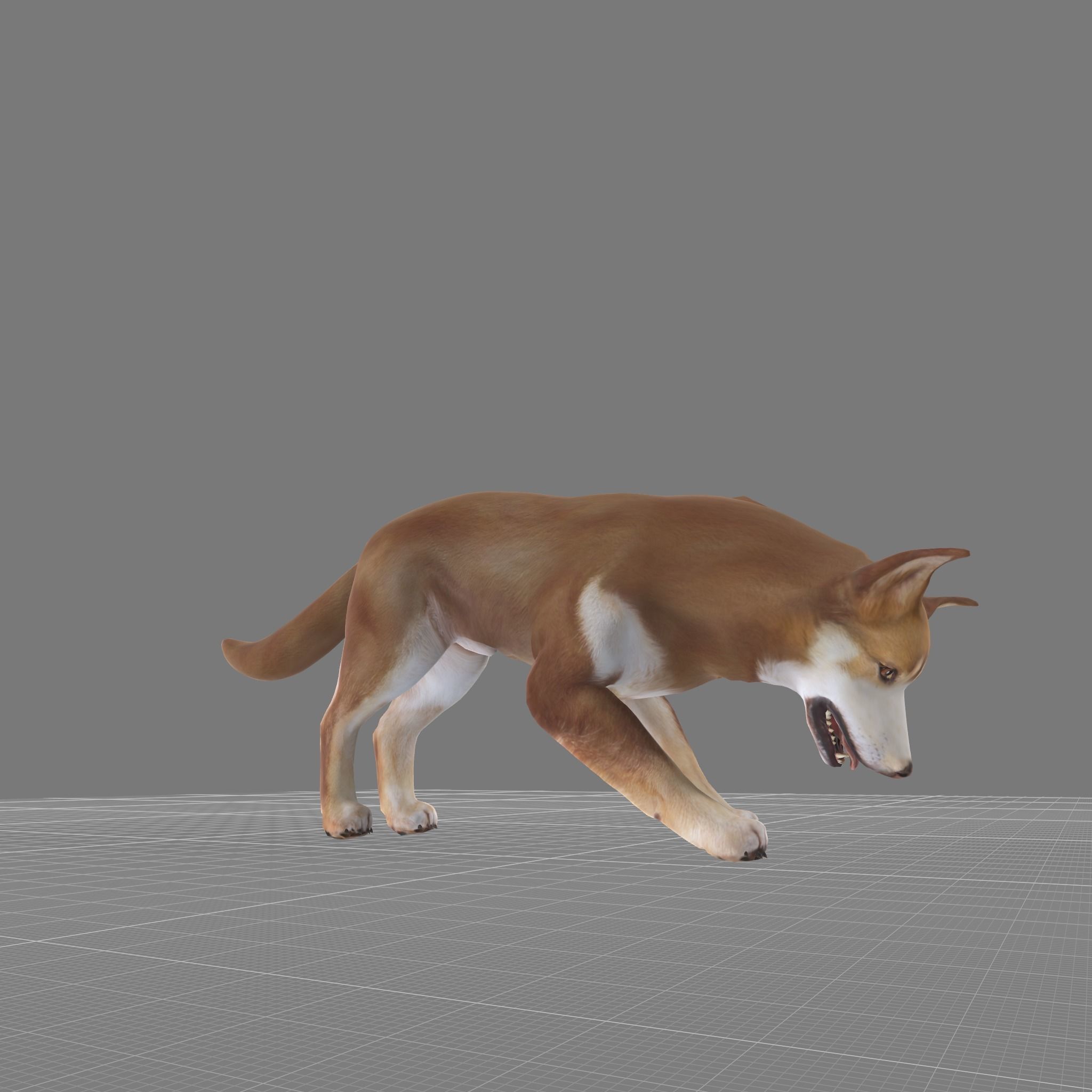 Lapponian Herder Dog Breed Low-poly 3D model_3