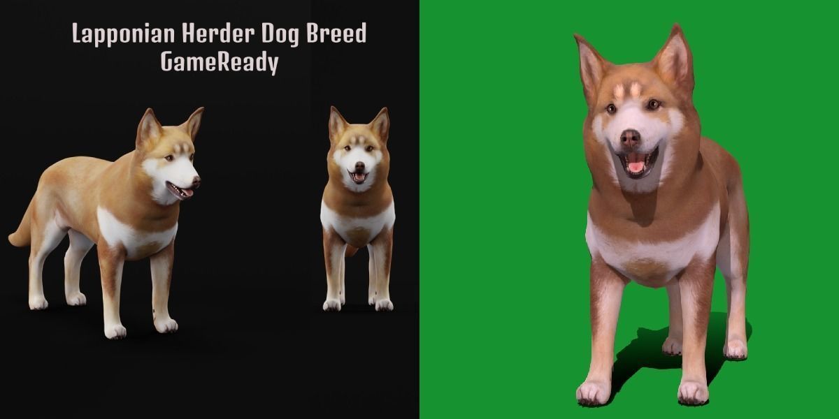 Lapponian Herder Dog Breed Low-poly 3D model_6