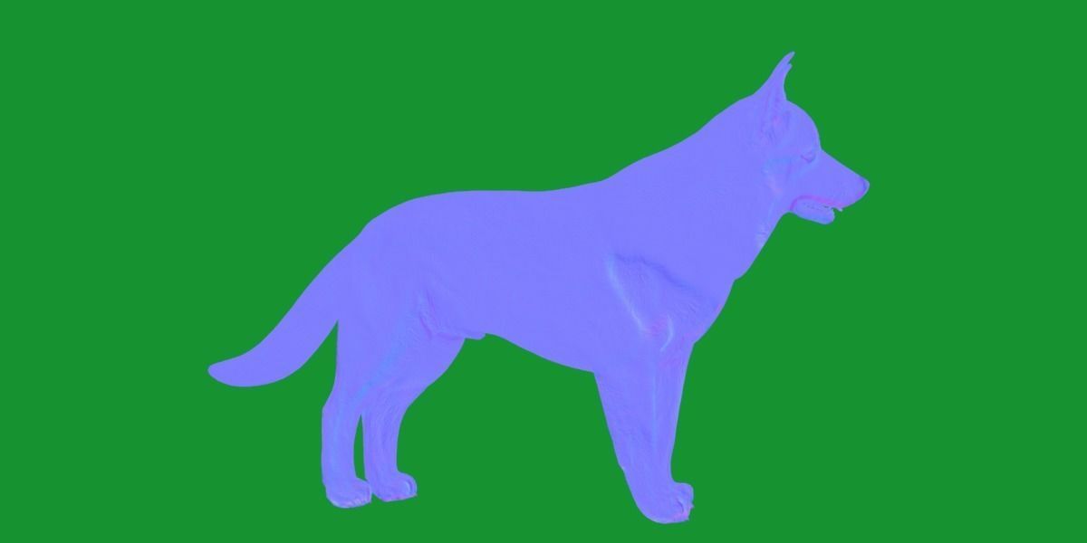 Lapponian Herder Dog Breed Low-poly 3D model_24