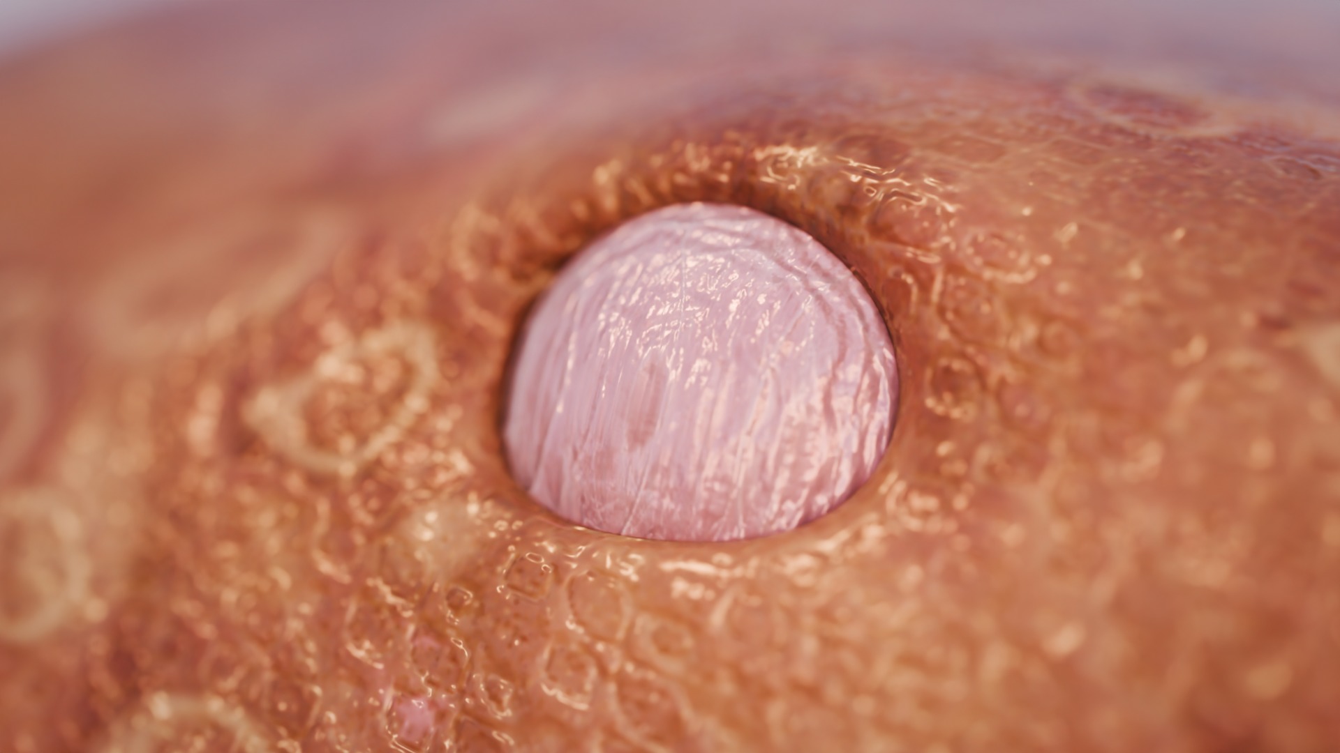 Titanoboa Snake Low-poly 3D model_10