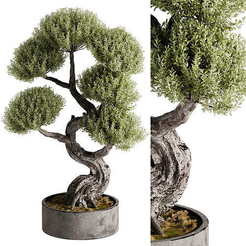 Indoor Bonsai Plants 21 Low-poly 3D model