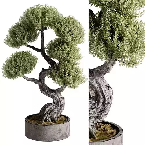 Indoor Bonsai Plants 21 Low-poly 3D model