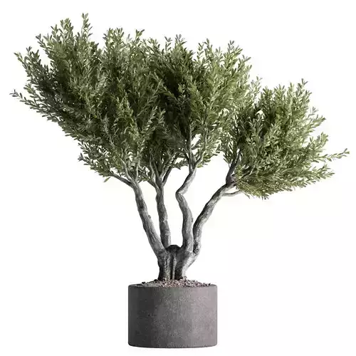 indoor plants potted tree 01