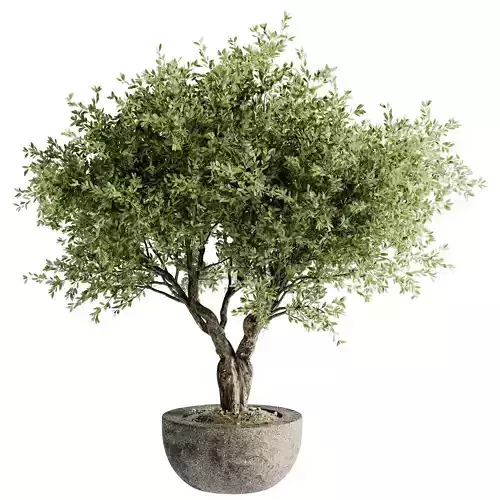 Indoor Bonsai Plants 36