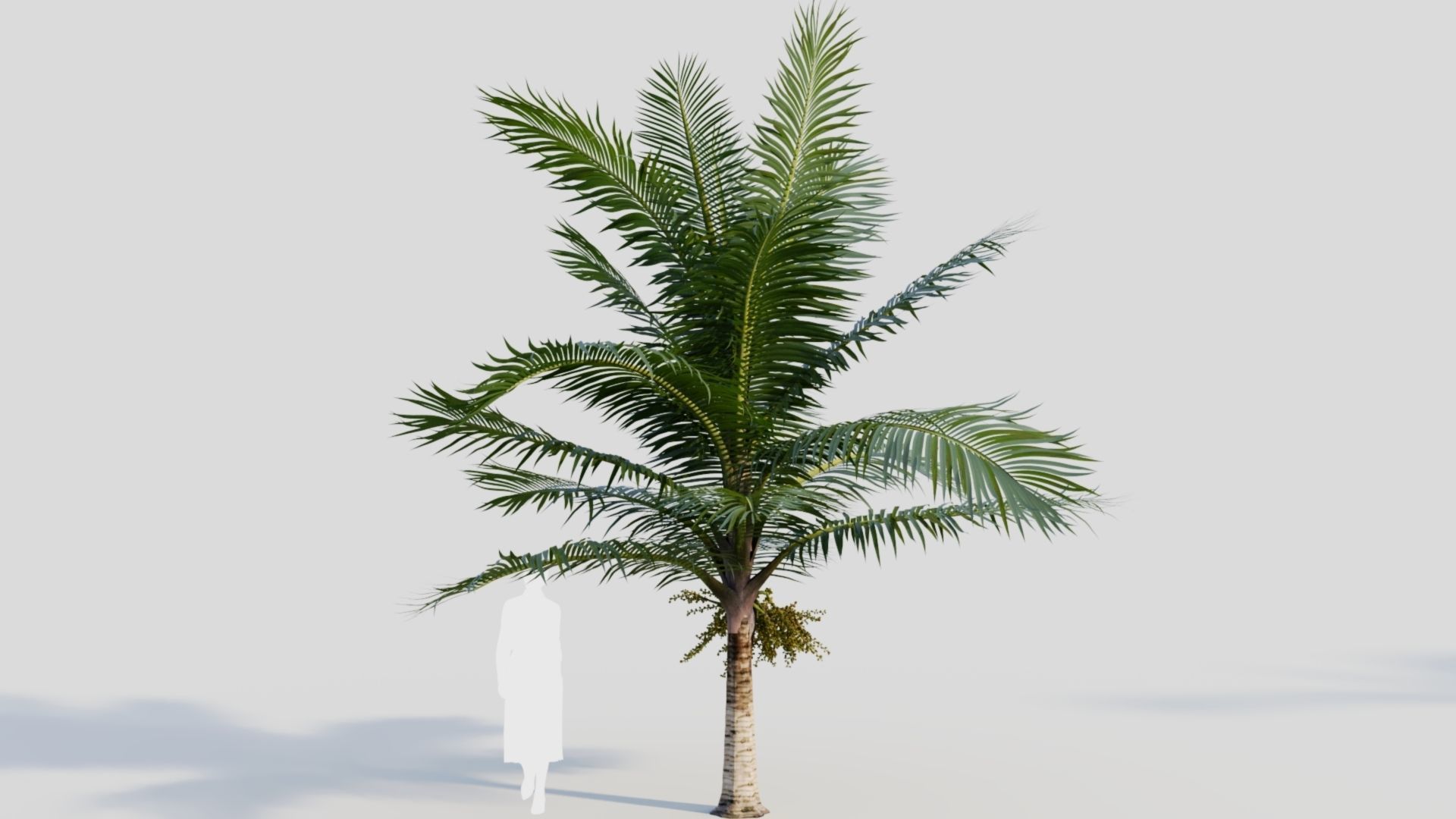 Acanthophoenix rubra a 3D model_6