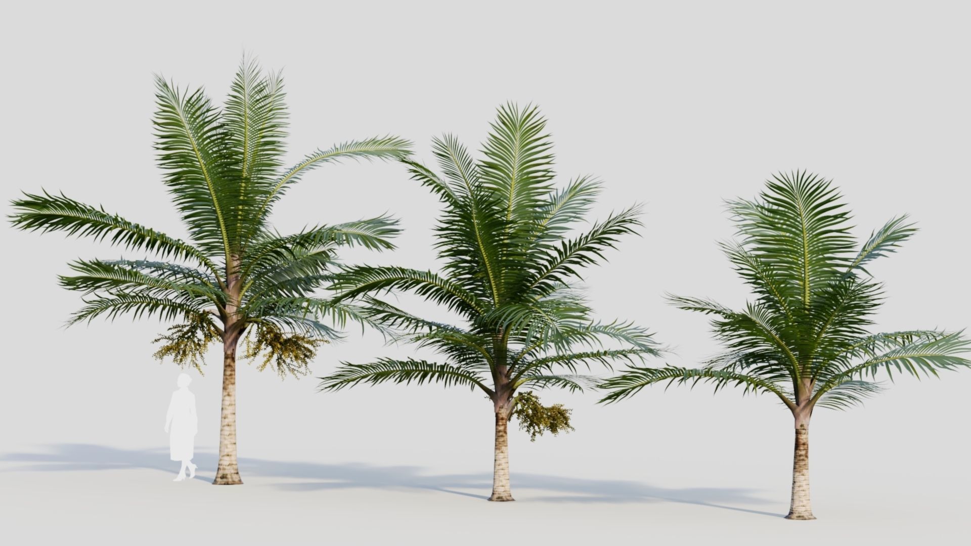 Acanthophoenix rubra a 3D model_1