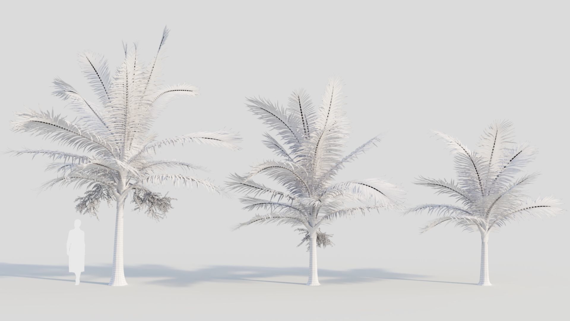 Acanthophoenix rubra a 3D model_8