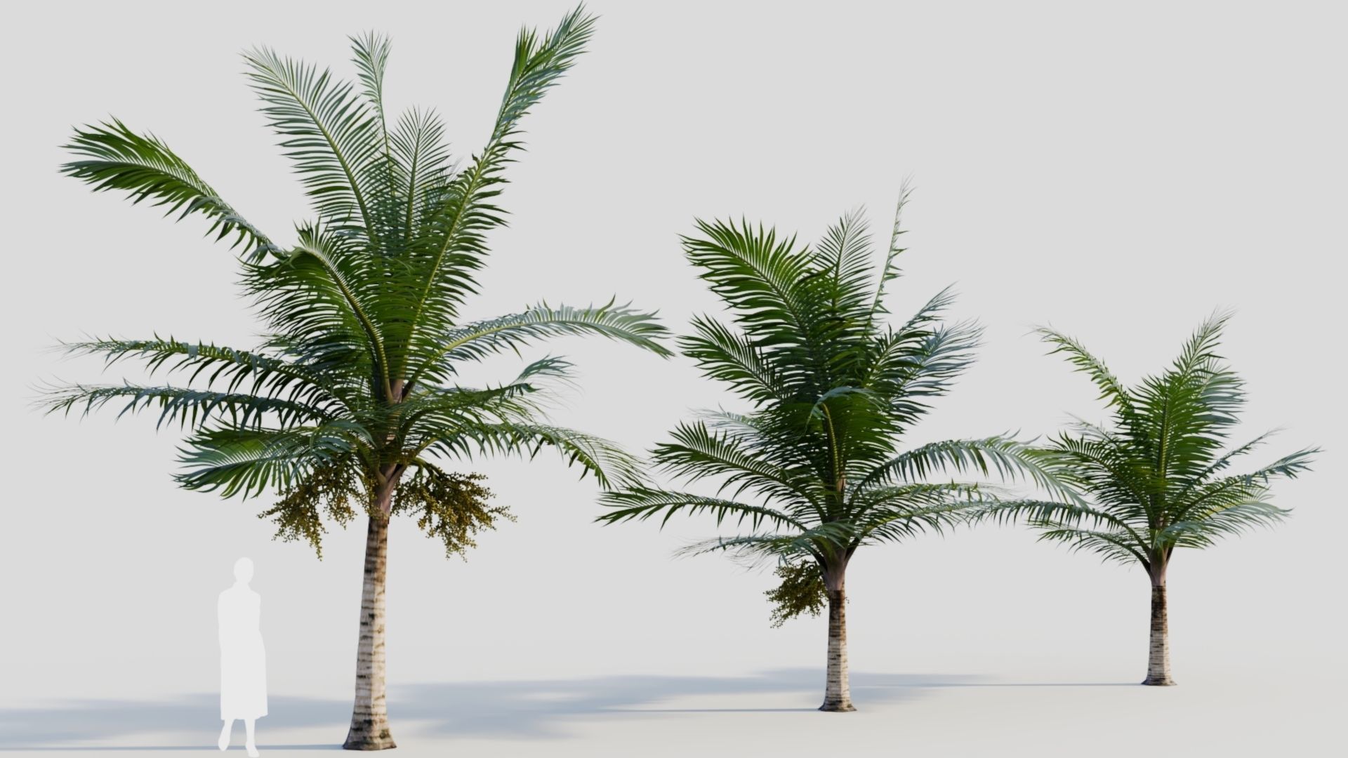 Acanthophoenix rubra a 3D model_3