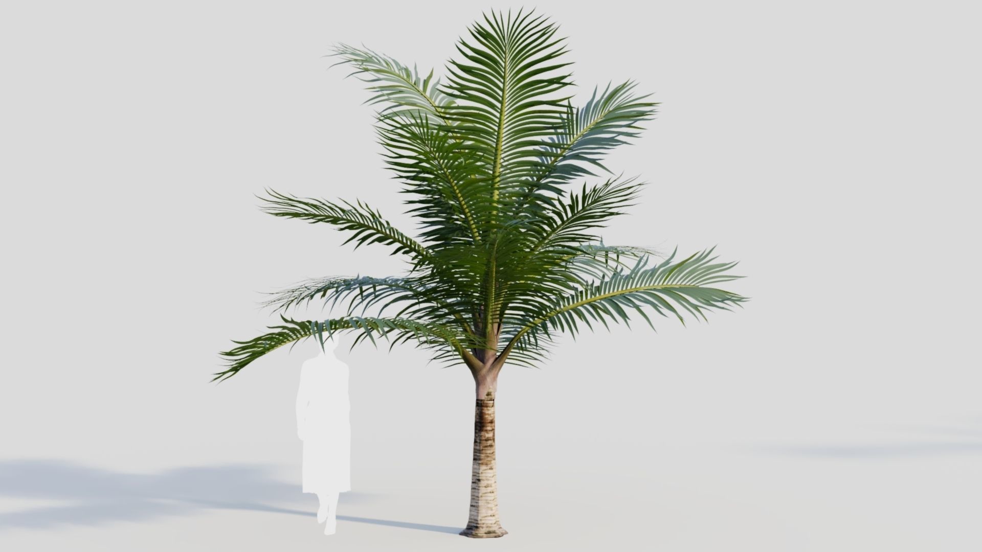 Acanthophoenix rubra a 3D model_7