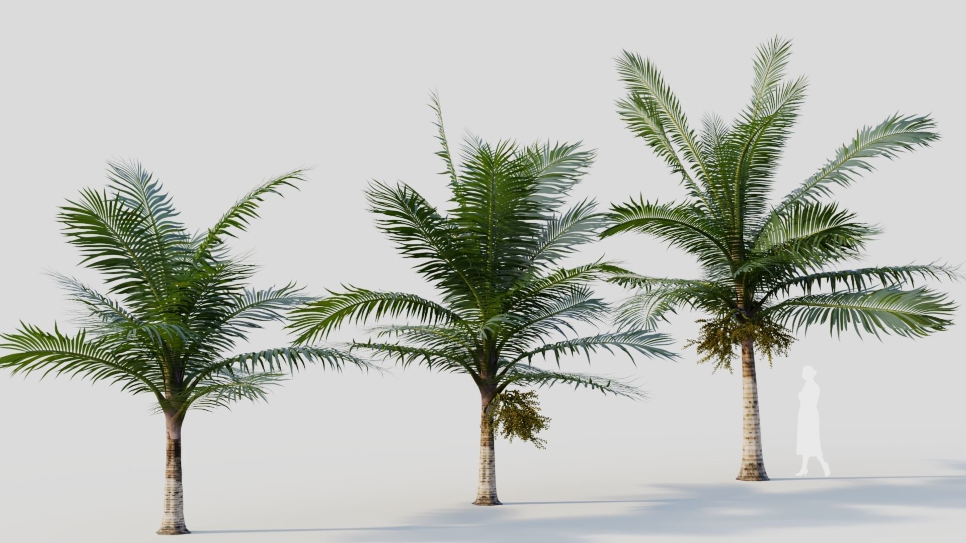 Acanthophoenix rubra a 3D model_4