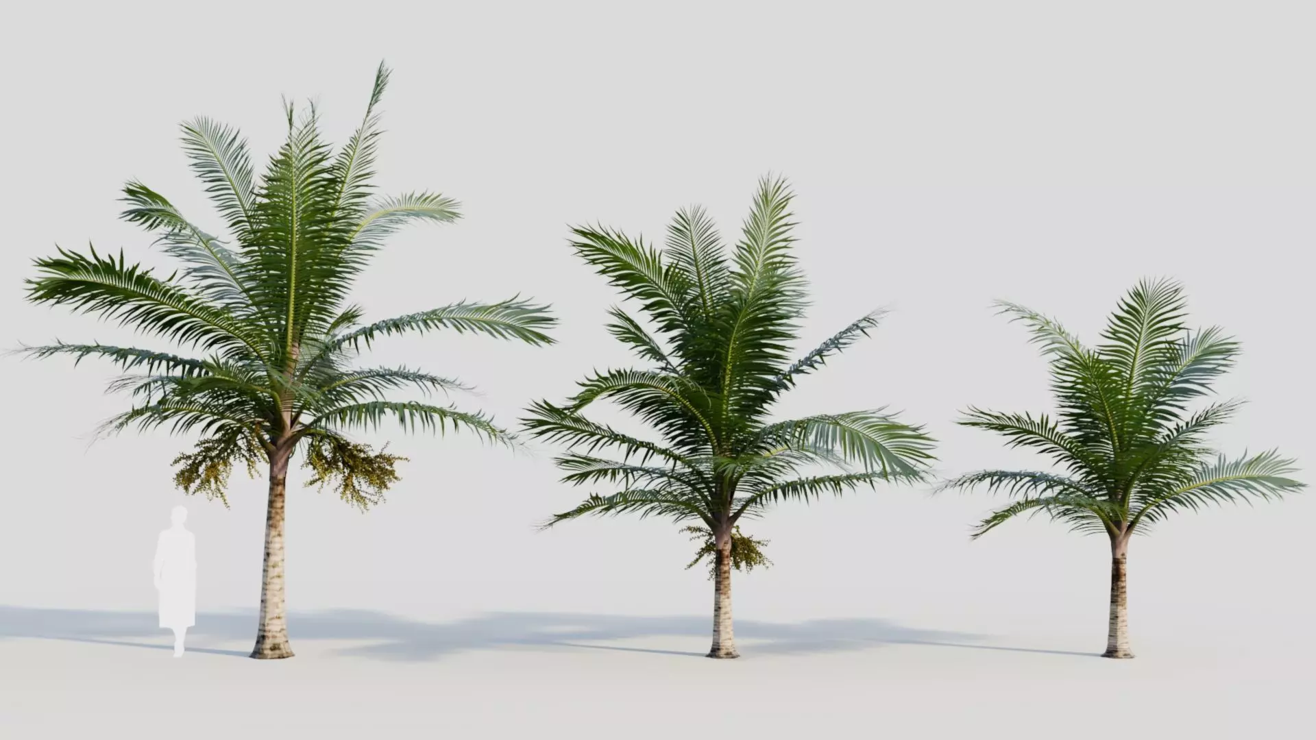 Acanthophoenix rubra a 3D model_0