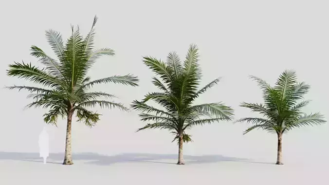 Acanthophoenix rubra a