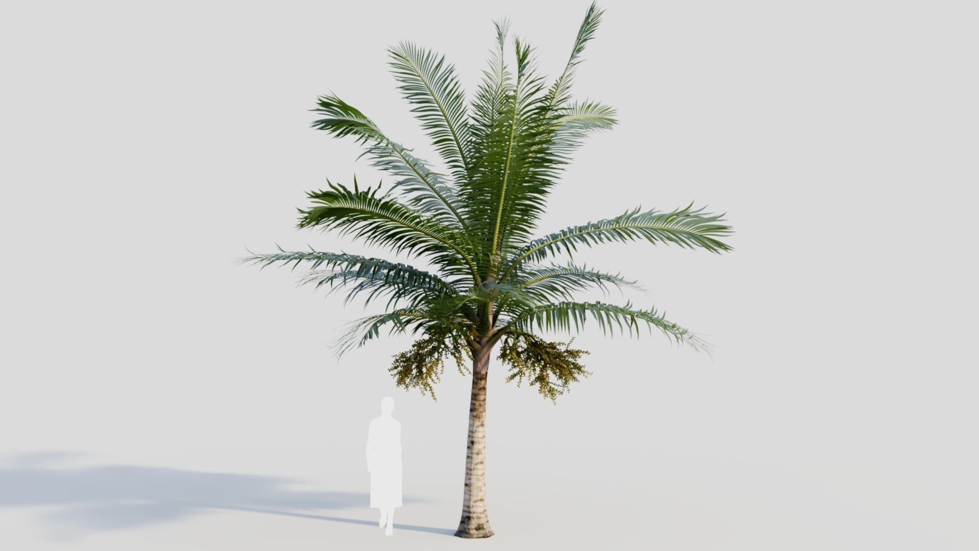 Acanthophoenix rubra a 3D model_5