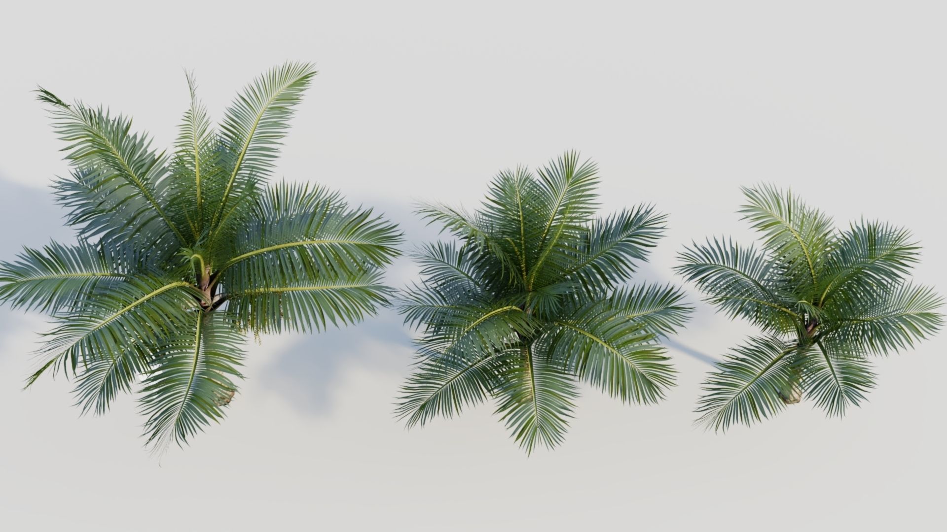 Acanthophoenix rubra a 3D model_2