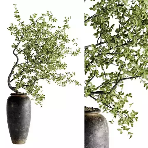 Indoor Bonsai Plants 38