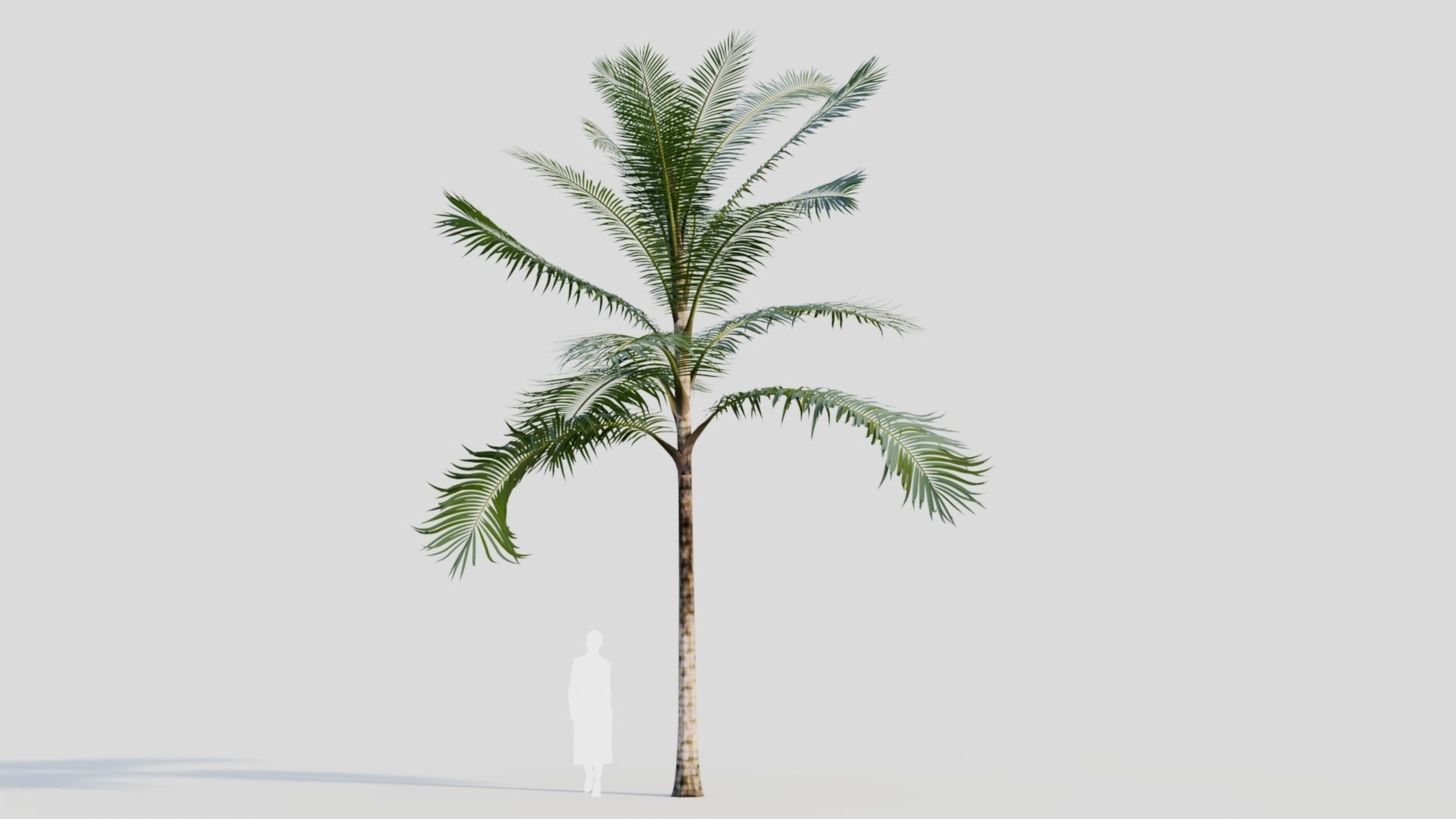 Acanthophoenix rubra b 3D model_6