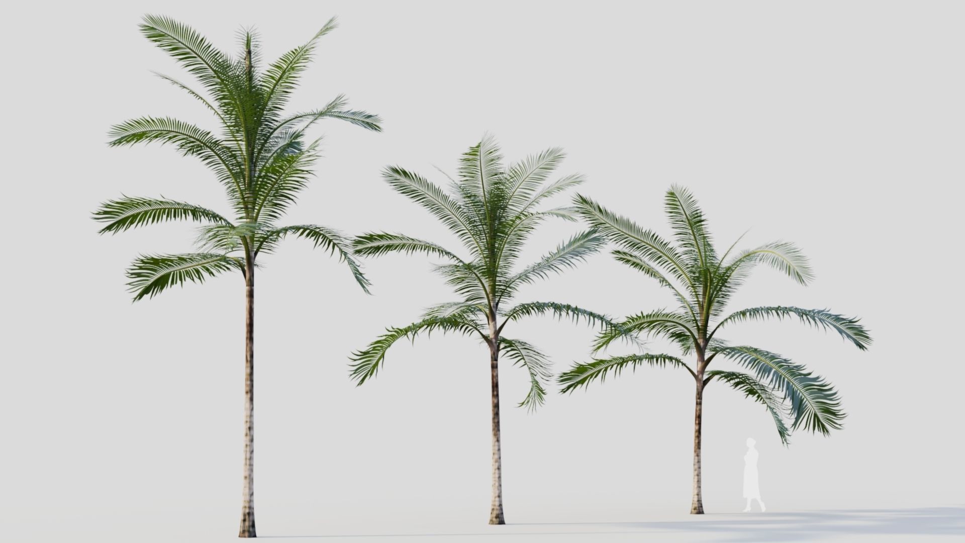 Acanthophoenix rubra b 3D model_4