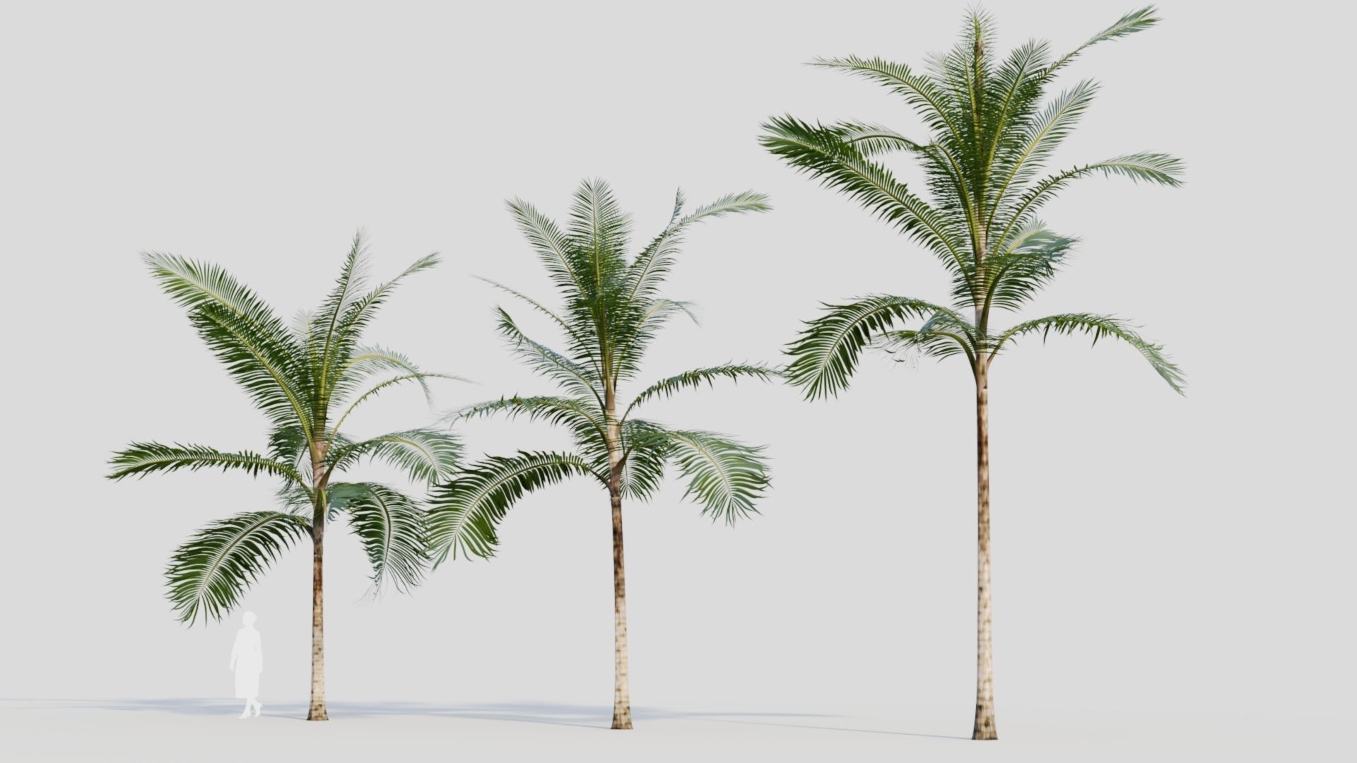 Acanthophoenix rubra b 3D model_1