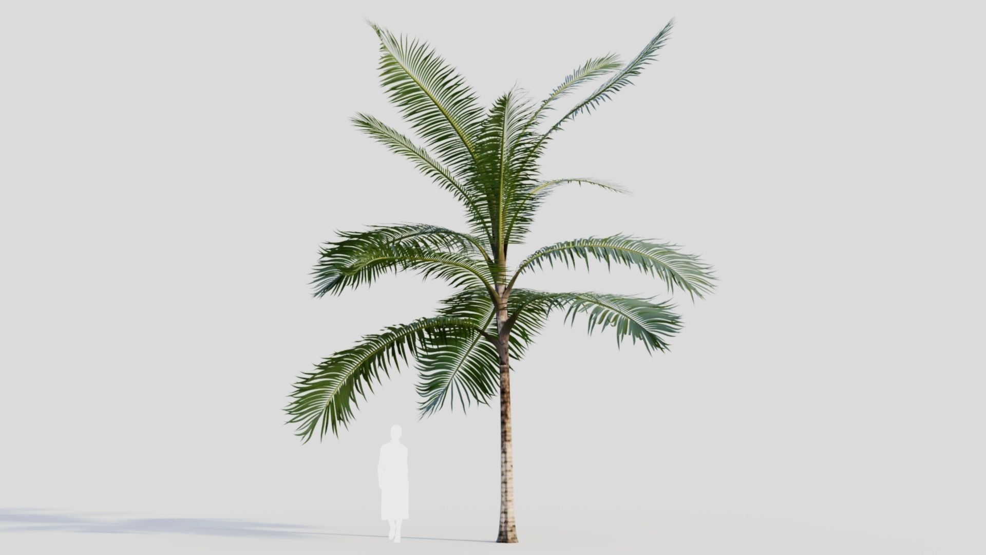 Acanthophoenix rubra b 3D model_5