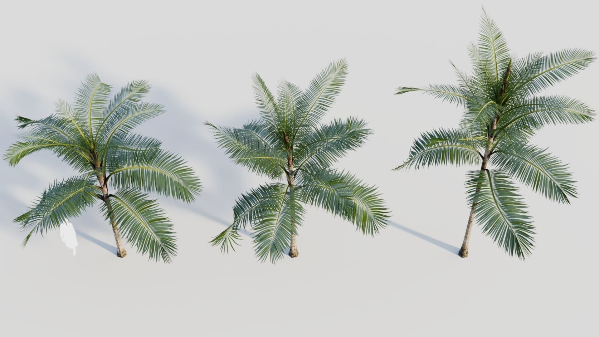 Acanthophoenix rubra b 3D model_2